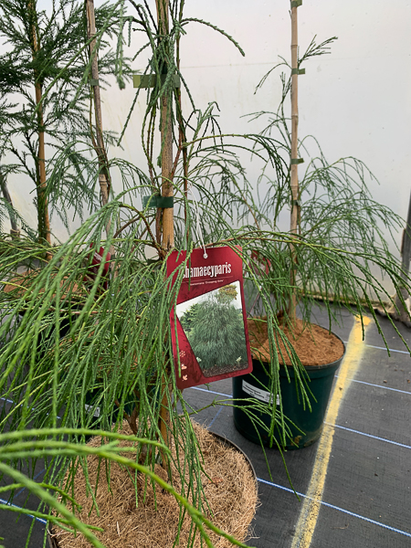 Chamaecyparis Lawsoniana Drooping Solo Larch Cottage Nurseries