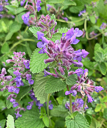 Nepeta Cataria (catnep)