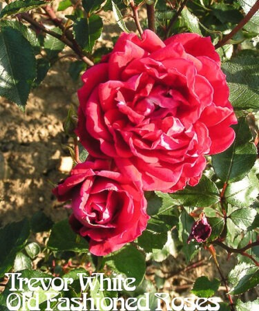 Rosa 'Red New Dawn' (synon. 'Etendard')