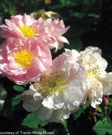 Rosa 'Celsiana'