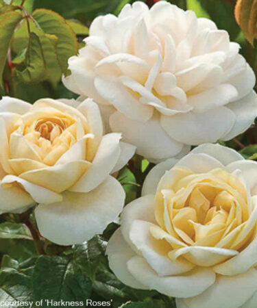 Rosa 'Champagne Moment'