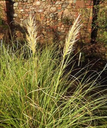 Cortaderia selloana 'Pumila' AGM