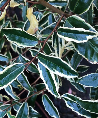 Elaeagnus pungens 'Hosuba Fukurin'