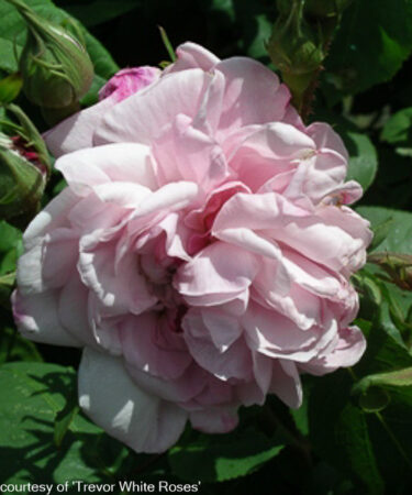 Rosa 'Fantin-Latour' AGM