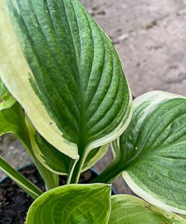 Hosta 'Frozen Margarita'
