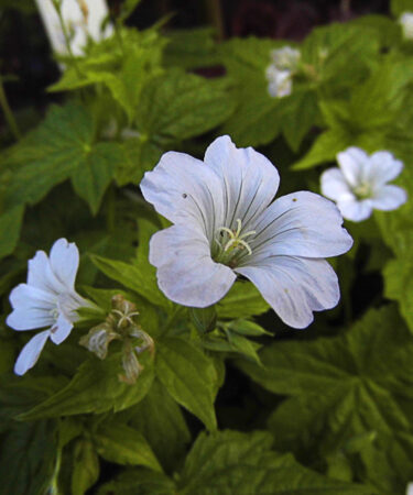 Geranium nodosum 'Silver Wood'
