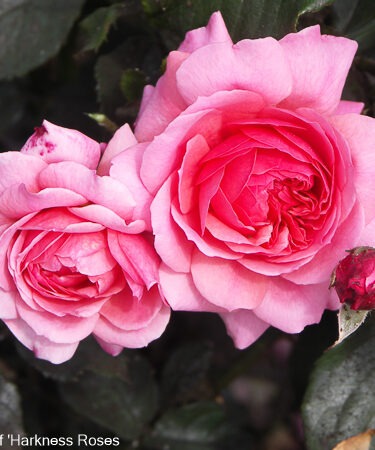 Rosa 'Happy Retirement'