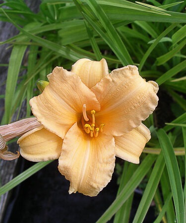 Hemerocallis 'Bertie Ferris'