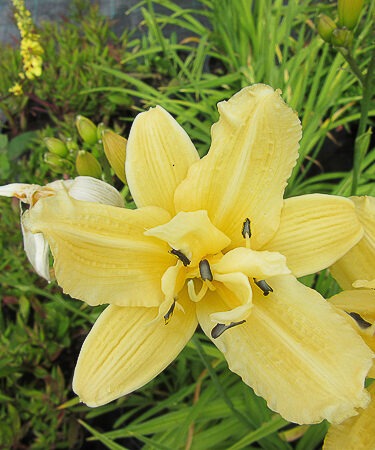 Hemerocallis 'Georgia Cream'