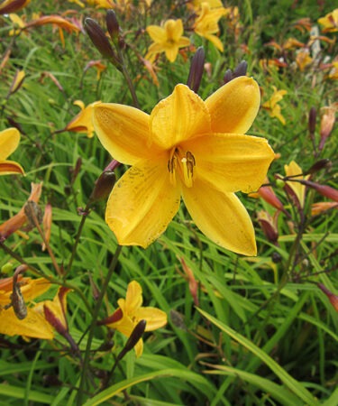 Hemerocallis 'Golden Chimes'