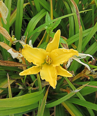 Hemerocallis 'In Depth'