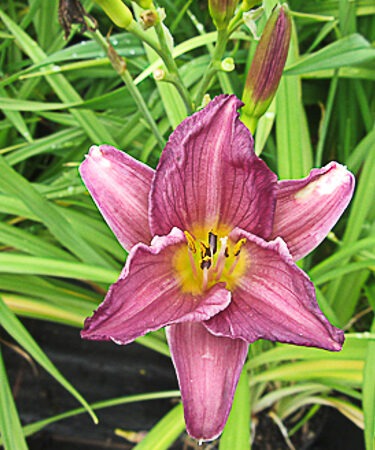 Hemerocallis 'Little Grapette'