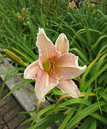 Hemerocallis 'Luxury Lace'