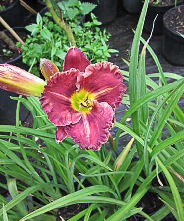 Hemerocallis 'Purplelicious'