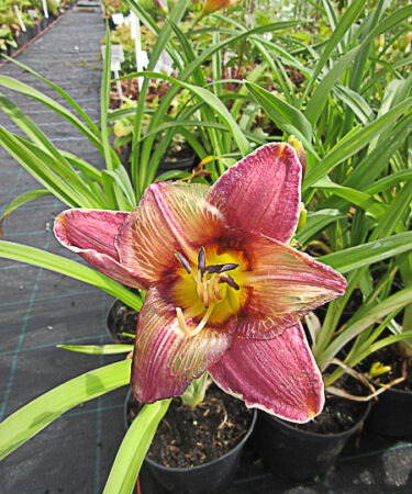 Hemerocallis 'Royal Braid'