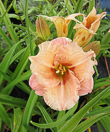Hemerocallis 'Siloam French Doll'