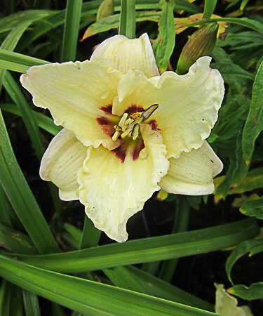 Hemerocallis 'Siloam Ury Winniford'