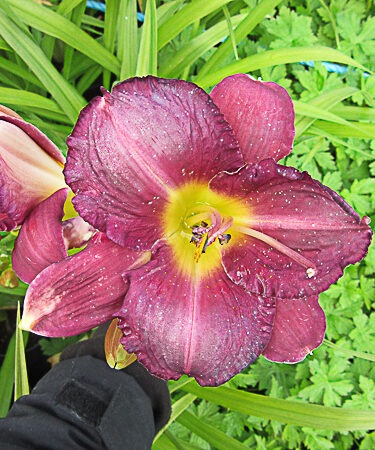 Hemerocallis 'Sinbad Sailor'