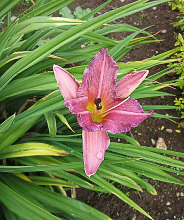 Hemerocallis 'Summer Wine'