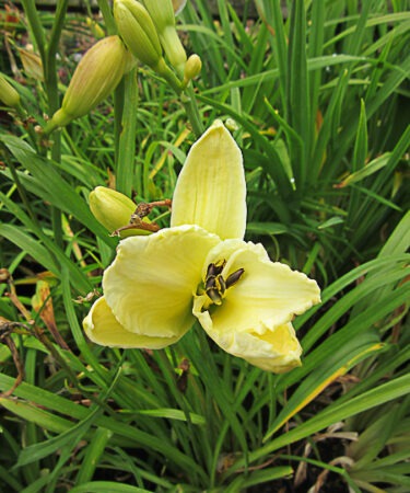 Hemerocallis 'Toyland'