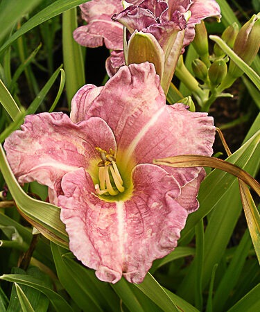 Hemerocallis 'Romantic Rose'