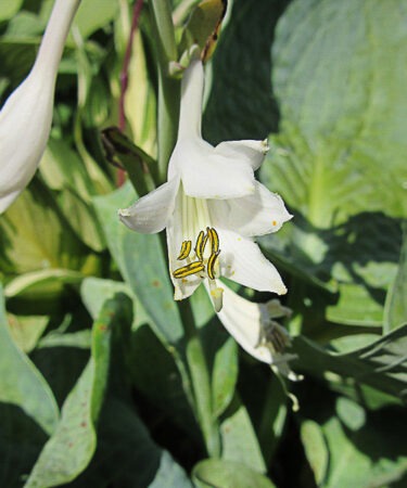Hosta 'Abiqua Drinking Gourd' AGM