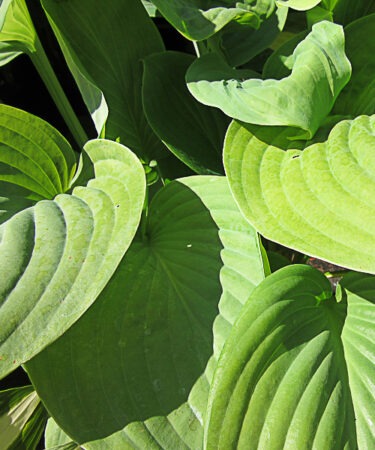 Hosta 'Fried Green Tomatoes'