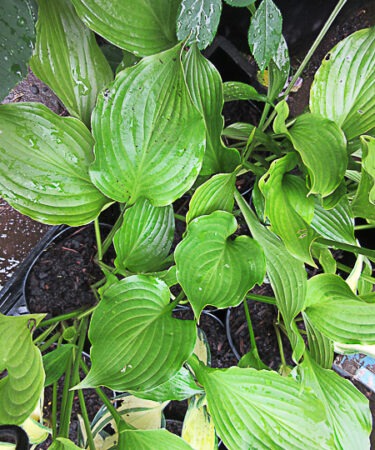Hosta 'Lakeside Coal Miner'