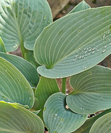 Hosta tardiana 'Hadspen Blue'