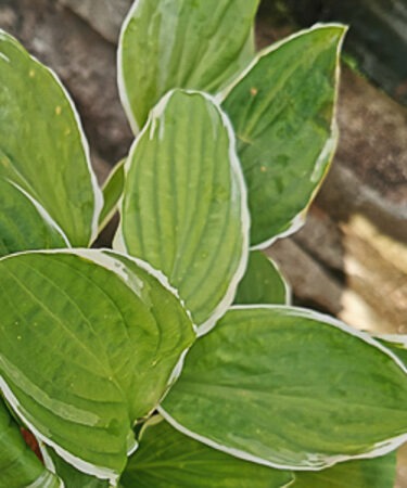 Hosta 'Thomas Hogg'