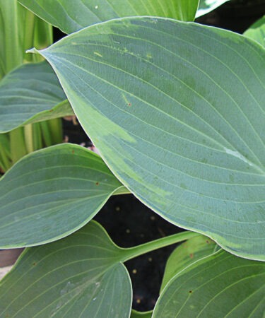 Hosta 'Toy Soldier'