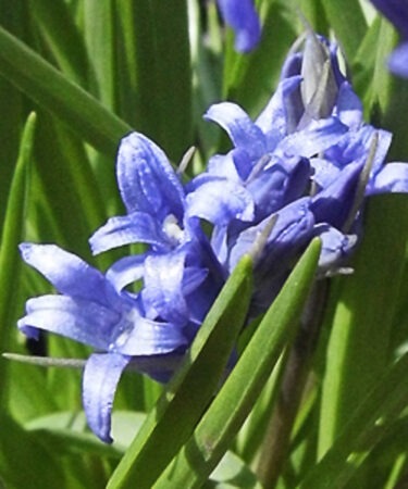 Hyacinthoides non-scripta (in the green)