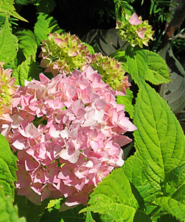 Hydrangea macrophylla 'Frillibet'