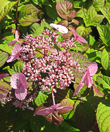 Hydrangea serrata 'Veerle' (Fern)
