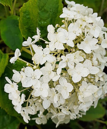 Hydrangea arborescens 'Puffed green'