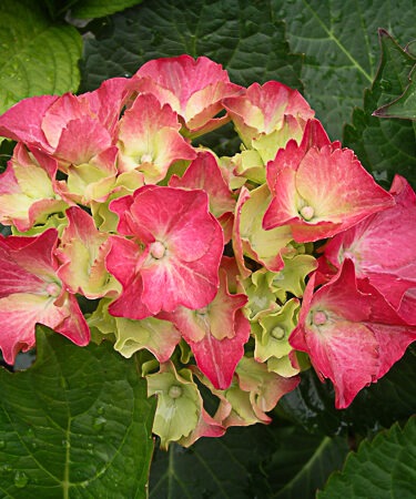 Hydrangea macrophylla 'Masja'