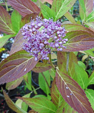 Hydrangea macrophylla 'Maritima'