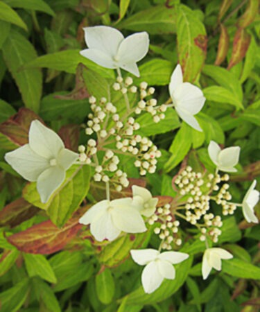 Hydrangea serrata 'Amagi-amacha'