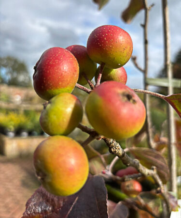 Malus - Crab Tschonoskii