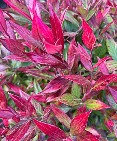 Leucothoe 'Little Flames'