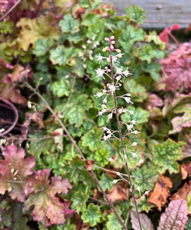 Heuchera 'Little Cutie Peppermint'