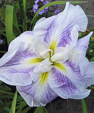 Iris ensata 'Kogesho'