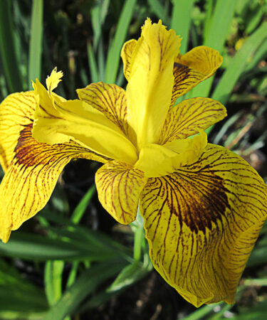 Iris pseud. 'Roy Davidson' AGM