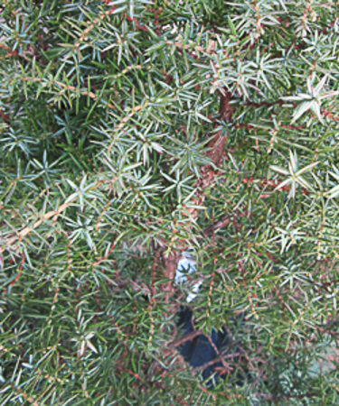 Juniperus communis 'Sieben Steinhauser'