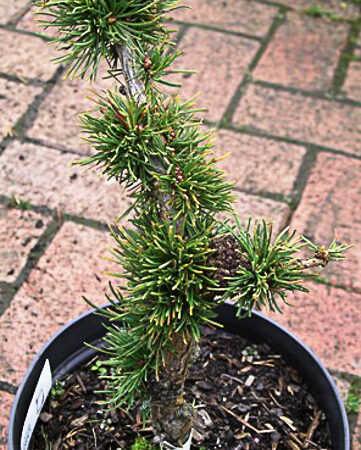Larix Decidua 'Krejci'