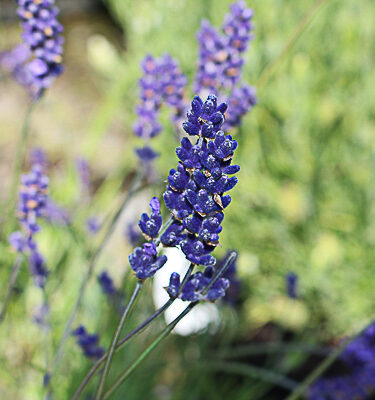 Lavandula 'Hidcote' AGM