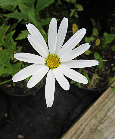 Leucanthemum 'Amelia'