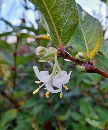 Lonicera fragrantissima