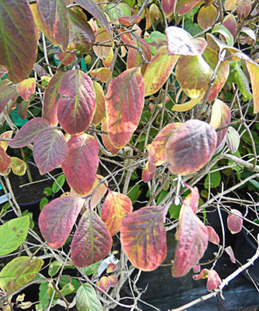 Lonicera x xylosteoides