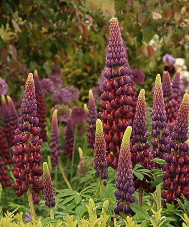 Lupinus 'Masterpiece'